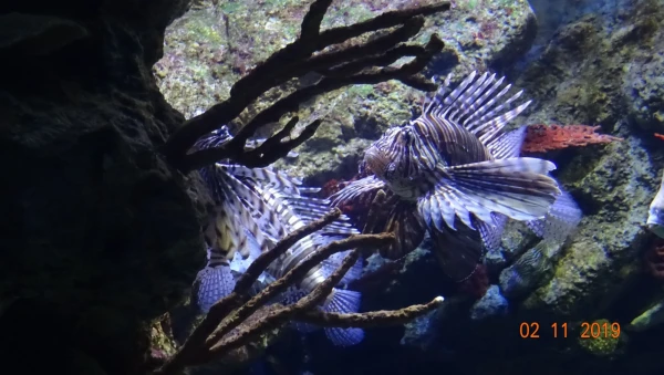 L'Aquarium de Barcelona