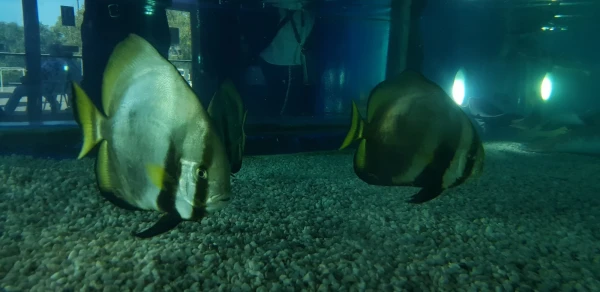 L'Aquarium de Barcelona