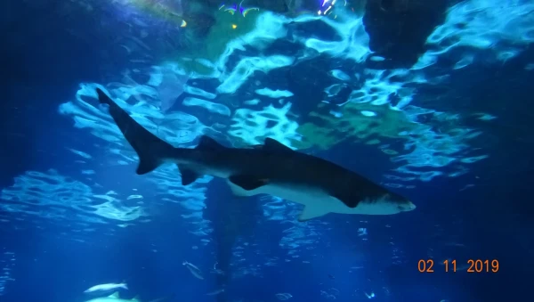 L'Aquarium de Barcelona