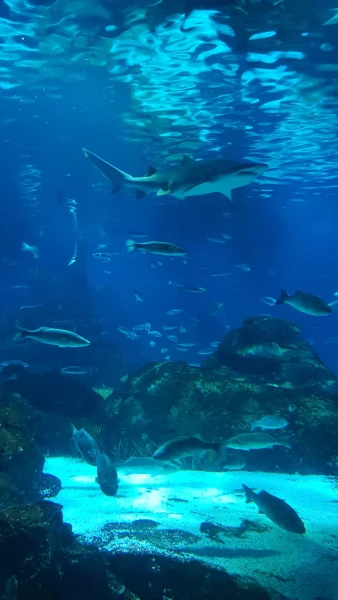 L'Aquarium de Barcelona