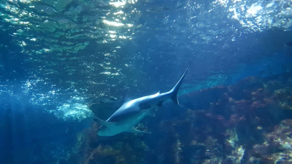 L'Aquarium de Barcelona
