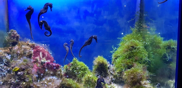 L'Aquarium de Barcelona