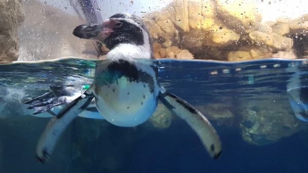 L'Aquarium de Barcelona