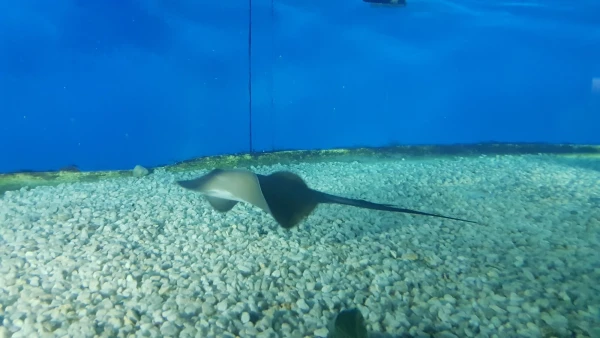 L'Aquarium de Barcelona