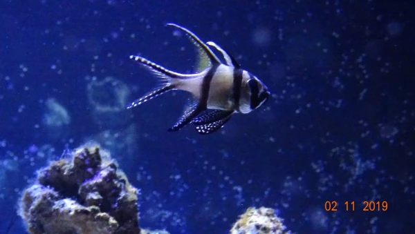 L'Aquarium de Barcelona