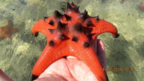 Пляж морских звезд (Starfish beach). Звезда протореастер