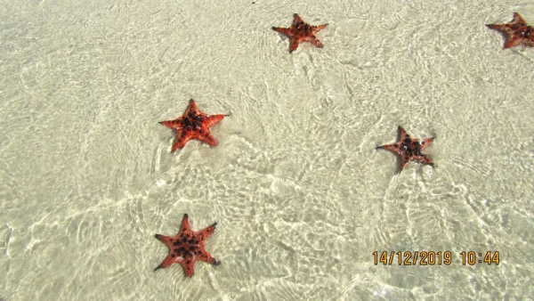 Пляж морских звезд (Starfish beach). Звезда протореастер