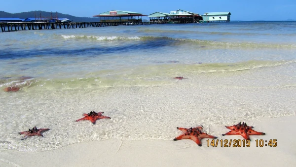 Пляж морских звезд (Starfish beach). Звезда протореастер