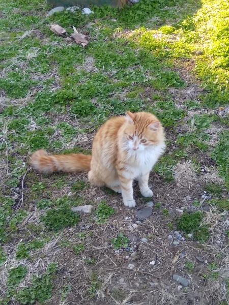 Котики
