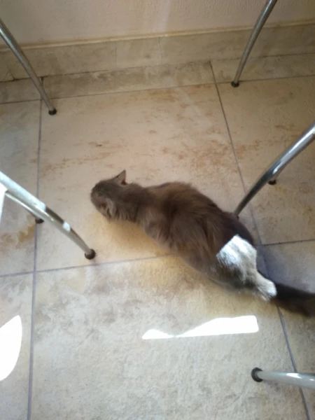 Котики
