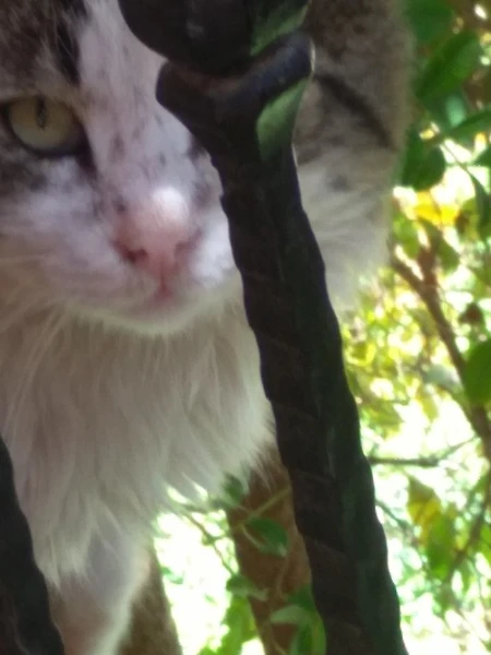 Котики
