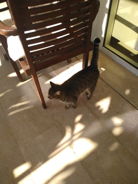 Котики
