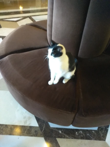 Котики