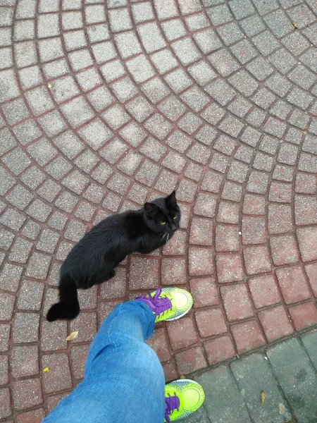 Котики