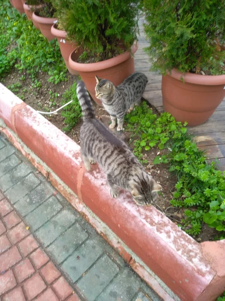 Котики