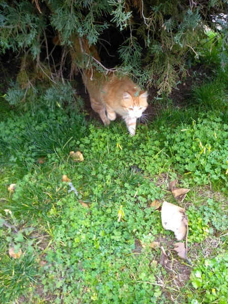 Котики
