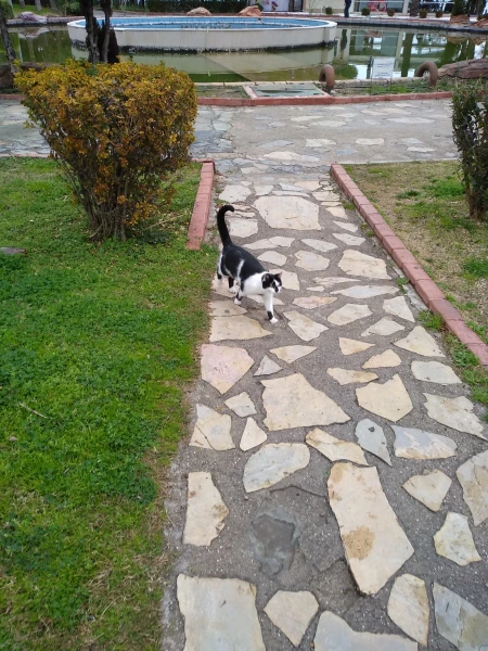 Котики