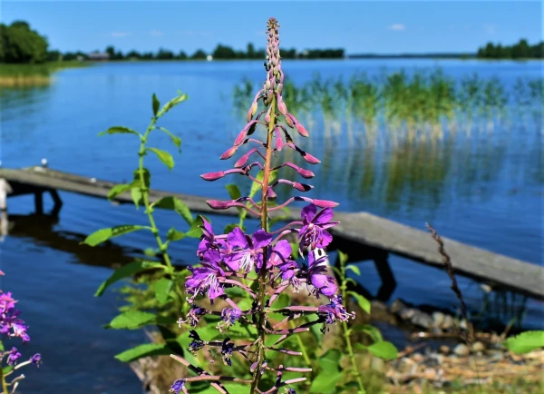 Кижские красоты