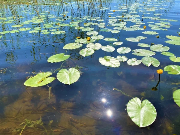 Кувшинки