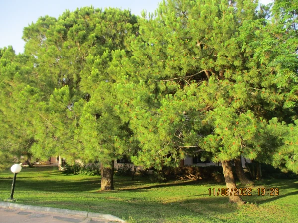 Ливанский кедр