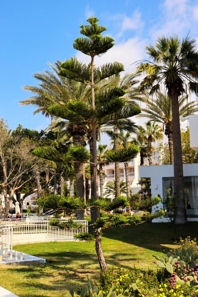 Тунис. Хаммамет. Hotel Bel Azur Thalasso &amp; Bungalows 4*.