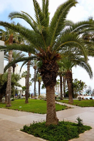 Тунис. Хаммамет. Hotel Bel Azur Thalasso &amp; Bungalows 4*.