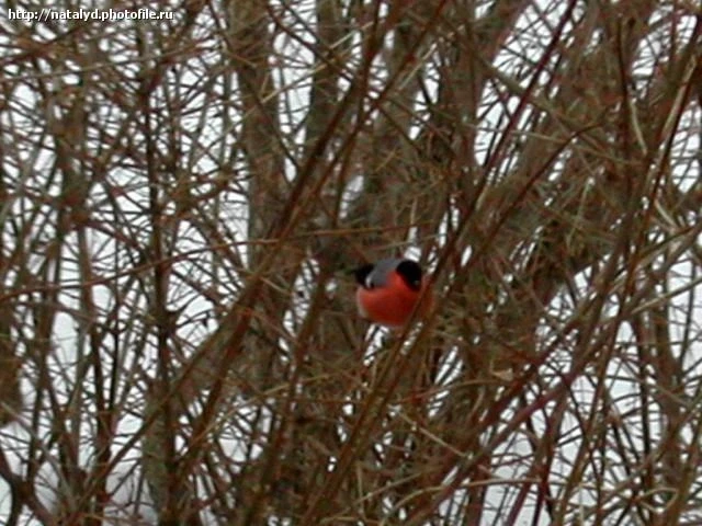 Снегирь (Плохо вышел. :))