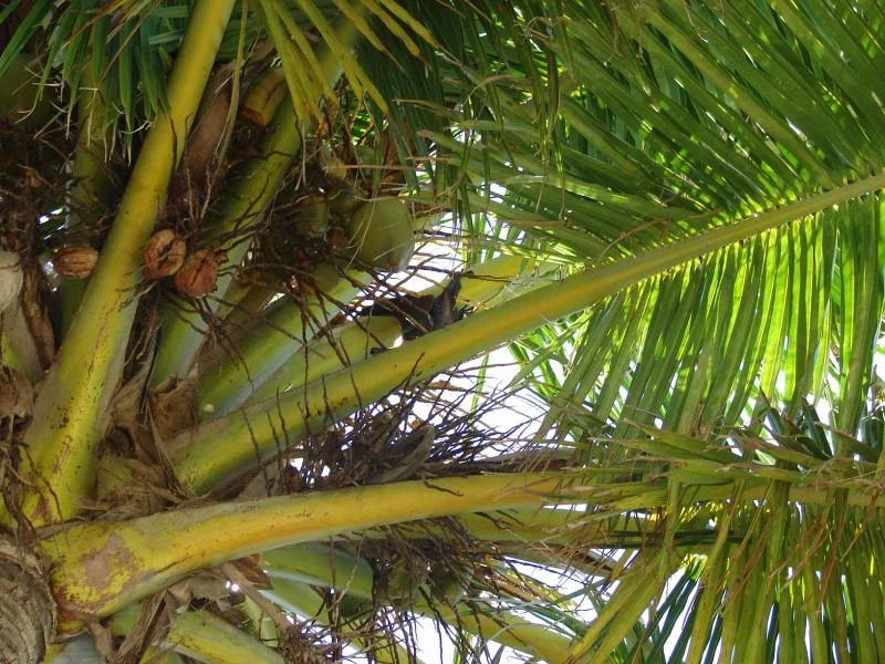 Мальдивы Отель Chaaya Reef Ellaidhoo