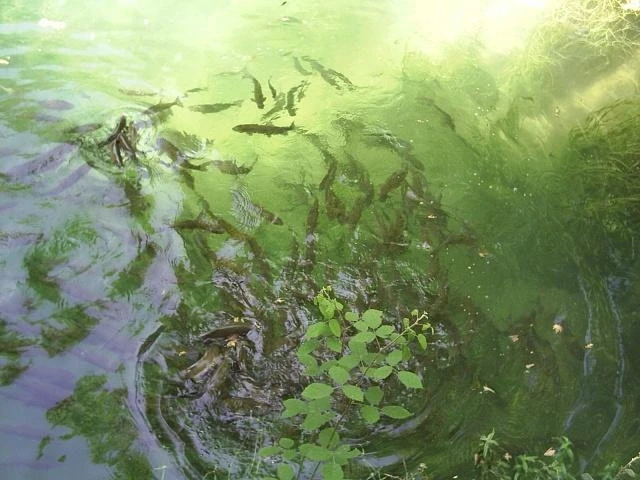 Рыбки