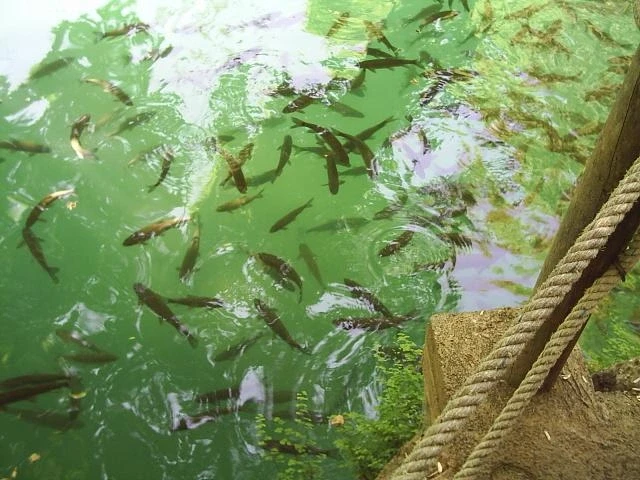 Ещё рыбка