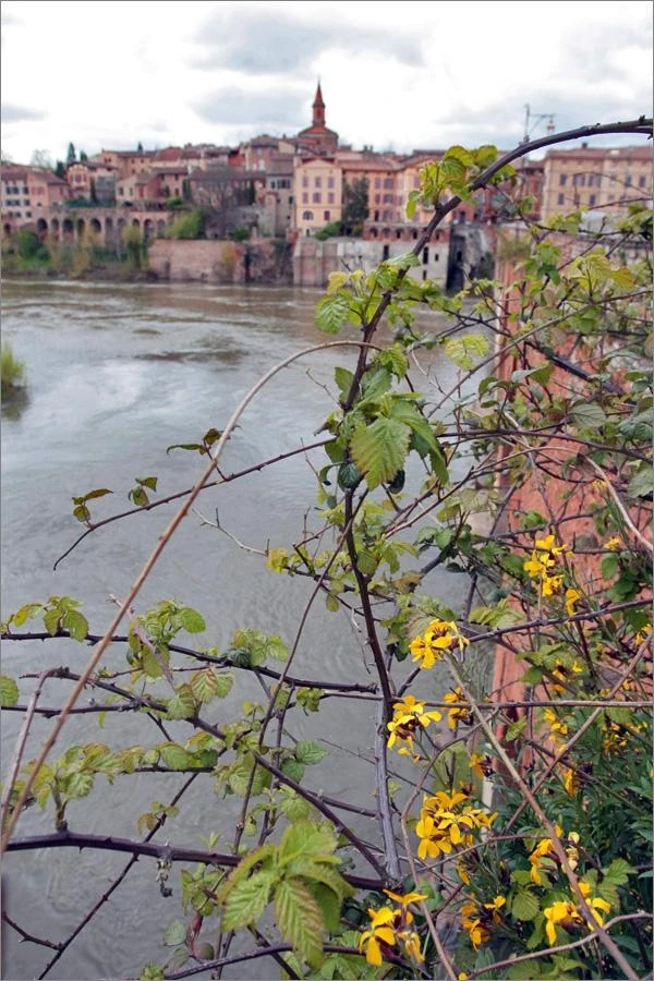 Albi