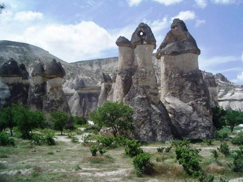 грибы