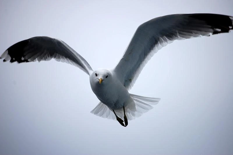 очень удачно чайка попала в кадр во время морской прогулки...