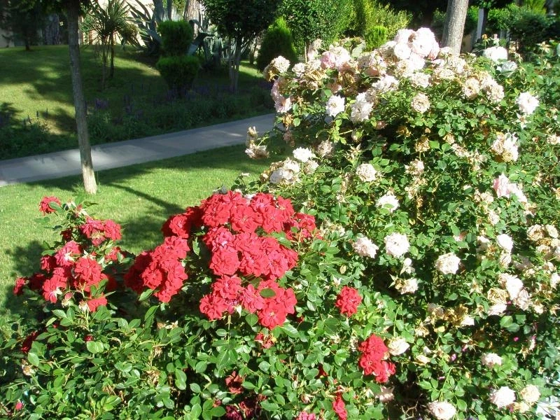 розы