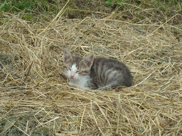 котёнок на сене...