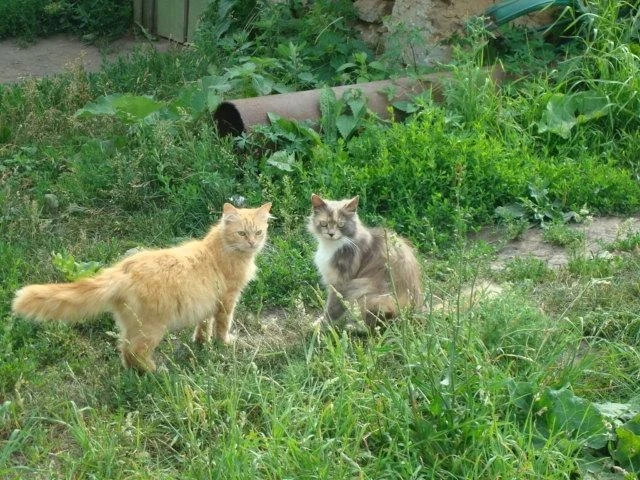 ещё 2 красотки :)))