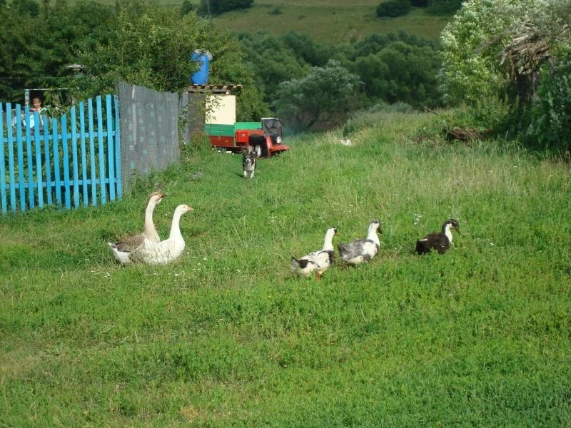 гусаки