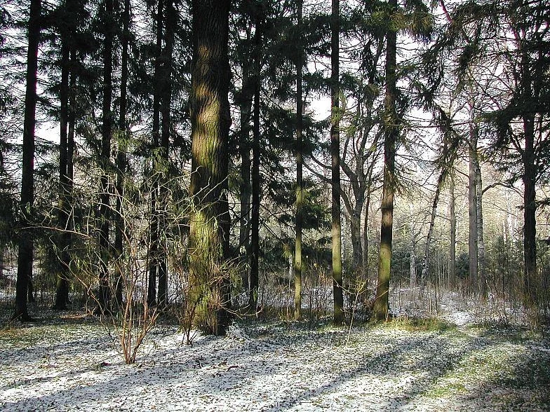 Фотография №12