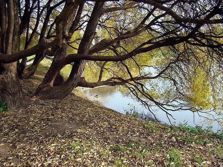 Фотография №51