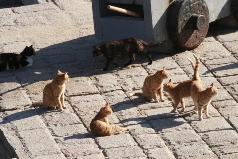 Котейки по расписанию
