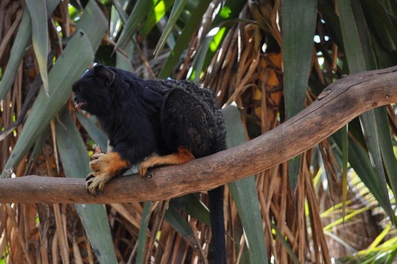Monkey Zoo