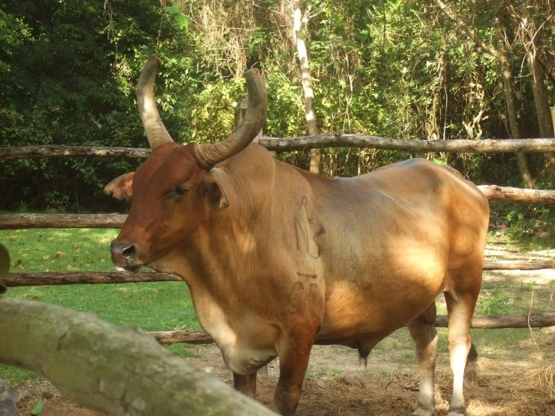 Бычок, Manati Park