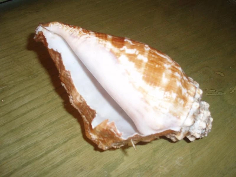 Подарок Красного моря