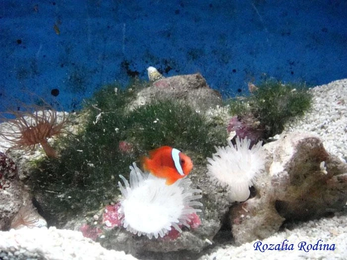 Посещение Океанариума Underwater World
