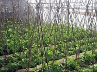 Beijing Old Zhang Garden Farmstay Xiandai Gongshe 