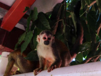 Villa Manuel Antonio