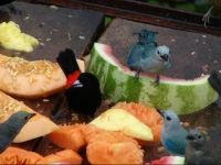 Hummingbird Nest B&B 