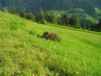 Ferienhaus Rieser 