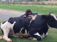 Lydenrust Guest Farm 
