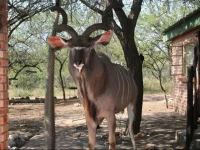 Bushbaby Eden 